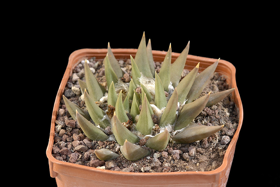 Ariocarpus trigonus d. 10 80.00 €.jpg